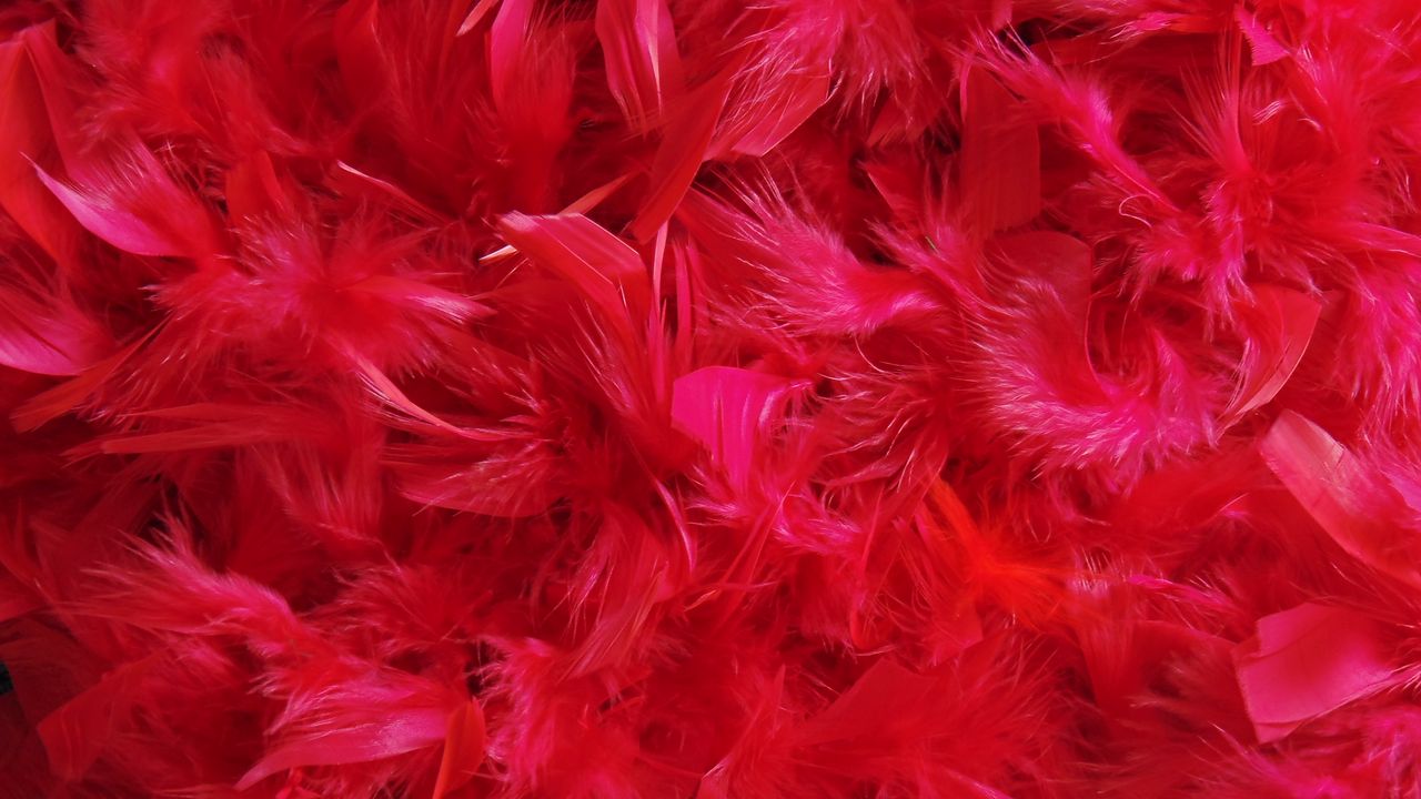 Wallpaper feathers, down, red