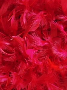 Preview wallpaper feathers, down, red