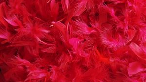 Preview wallpaper feathers, down, red