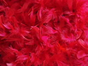 Preview wallpaper feathers, down, red