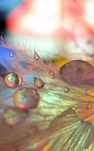 Preview wallpaper feathers, drops, macro, blurring