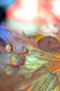 Preview wallpaper feathers, drops, macro, blurring