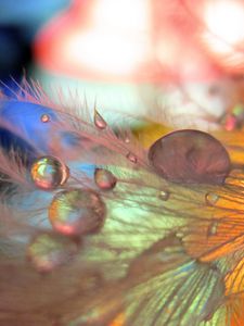 Preview wallpaper feathers, drops, macro, blurring