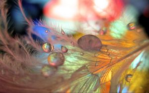 Preview wallpaper feathers, drops, macro, blurring