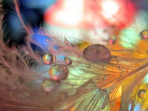 Preview wallpaper feathers, drops, macro, blurring