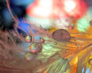 Preview wallpaper feathers, drops, macro, blurring