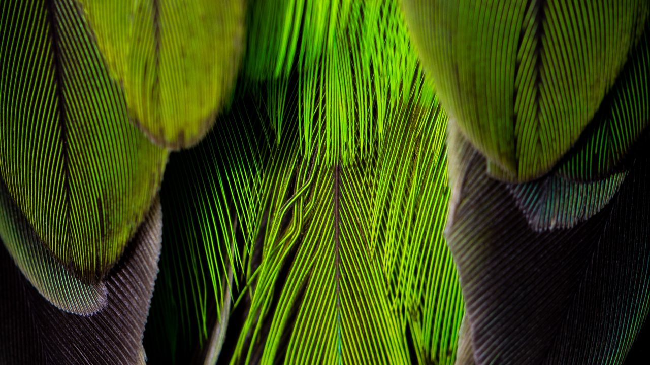 Wallpaper feathers, feather, color, green, gray