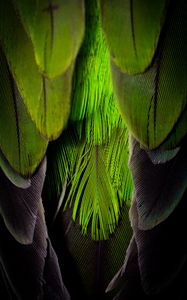 Preview wallpaper feathers, feather, color, green, gray