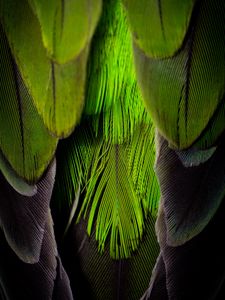 Preview wallpaper feathers, feather, color, green, gray