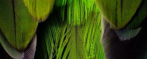 Preview wallpaper feathers, feather, color, green, gray