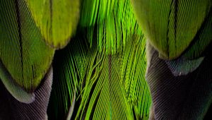 Preview wallpaper feathers, feather, color, green, gray