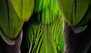 Preview wallpaper feathers, feather, color, green, gray