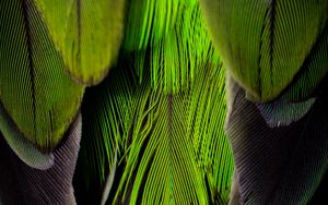 Preview wallpaper feathers, feather, color, green, gray