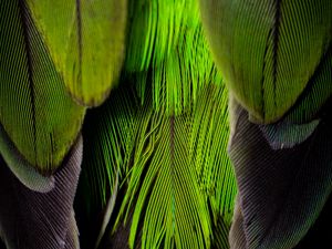 Preview wallpaper feathers, feather, color, green, gray