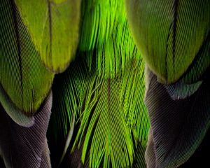 Preview wallpaper feathers, feather, color, green, gray