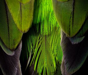 Preview wallpaper feathers, feather, color, green, gray