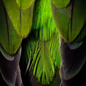 Preview wallpaper feathers, feather, color, green, gray