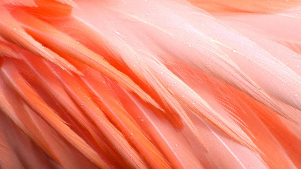 Wallpaper feathers, flamingo, bird, pink, drops, wet