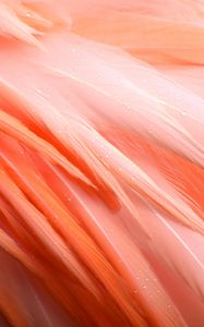 Preview wallpaper feathers, flamingo, bird, pink, drops, wet