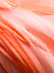 Preview wallpaper feathers, flamingo, bird, pink, drops, wet