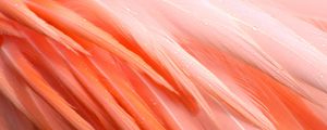 Preview wallpaper feathers, flamingo, bird, pink, drops, wet