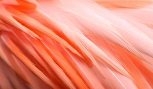 Preview wallpaper feathers, flamingo, bird, pink, drops, wet