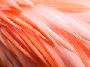 Preview wallpaper feathers, flamingo, bird, pink, drops, wet