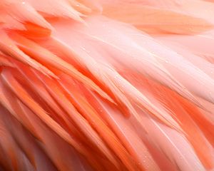 Preview wallpaper feathers, flamingo, bird, pink, drops, wet