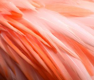 Preview wallpaper feathers, flamingo, bird, pink, drops, wet