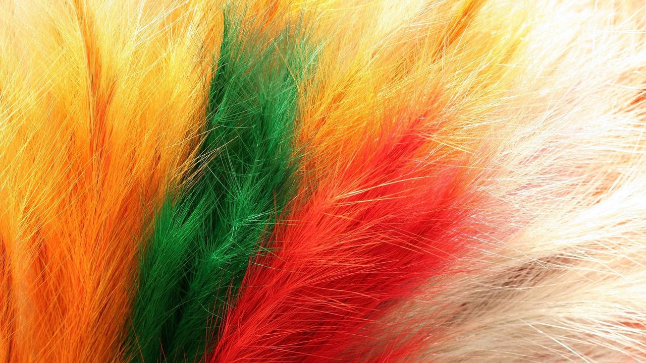 Wallpaper feathers, fur, colorful