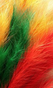 Preview wallpaper feathers, fur, colorful