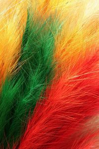 Preview wallpaper feathers, fur, colorful