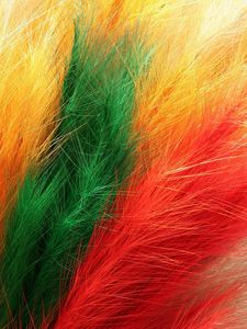 Preview wallpaper feathers, fur, colorful