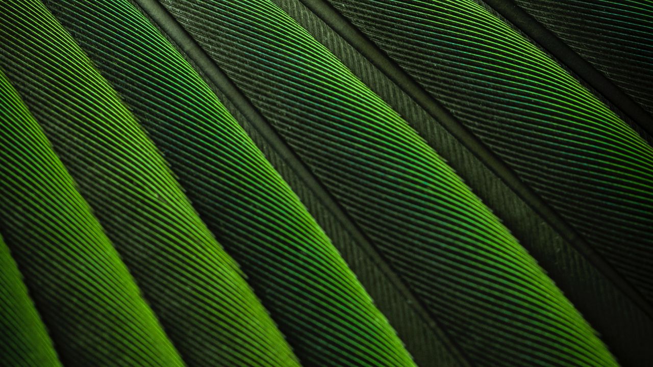 Wallpaper feathers, green, color, bird, background