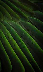 Preview wallpaper feathers, green, color, bird, background
