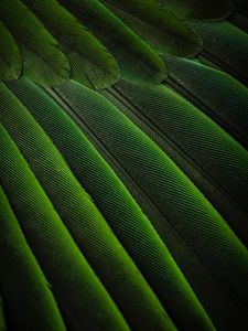 Preview wallpaper feathers, green, color, bird, background