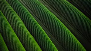 Preview wallpaper feathers, green, color, bird, background