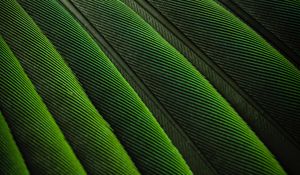 Preview wallpaper feathers, green, color, bird, background