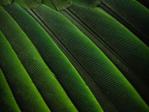 Preview wallpaper feathers, green, color, bird, background