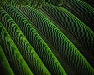 Preview wallpaper feathers, green, color, bird, background