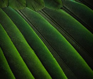 Preview wallpaper feathers, green, color, bird, background