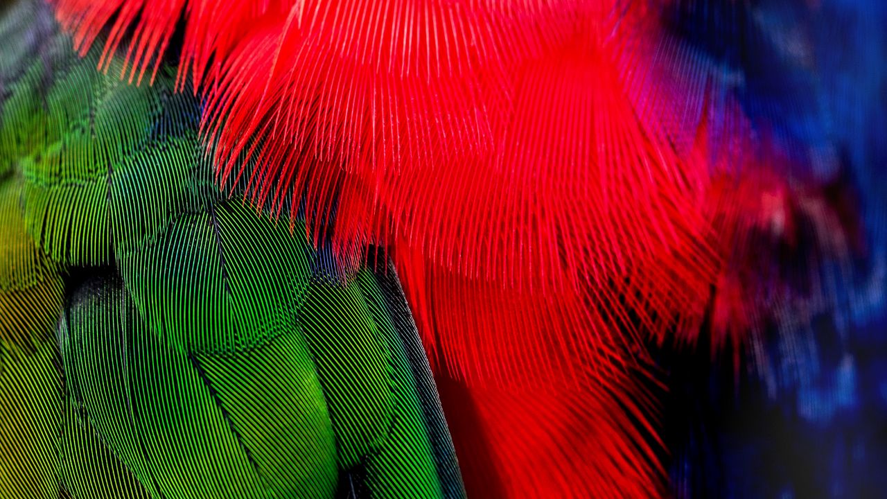 Wallpaper feathers, green, red, bird