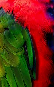 Preview wallpaper feathers, green, red, bird
