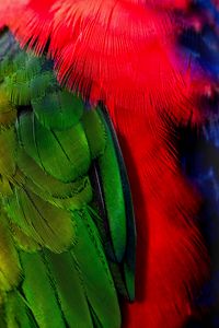 Preview wallpaper feathers, green, red, bird