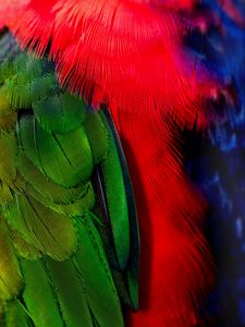 Preview wallpaper feathers, green, red, bird