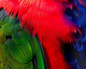 Preview wallpaper feathers, green, red, bird