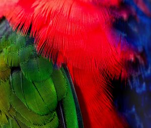 Preview wallpaper feathers, green, red, bird