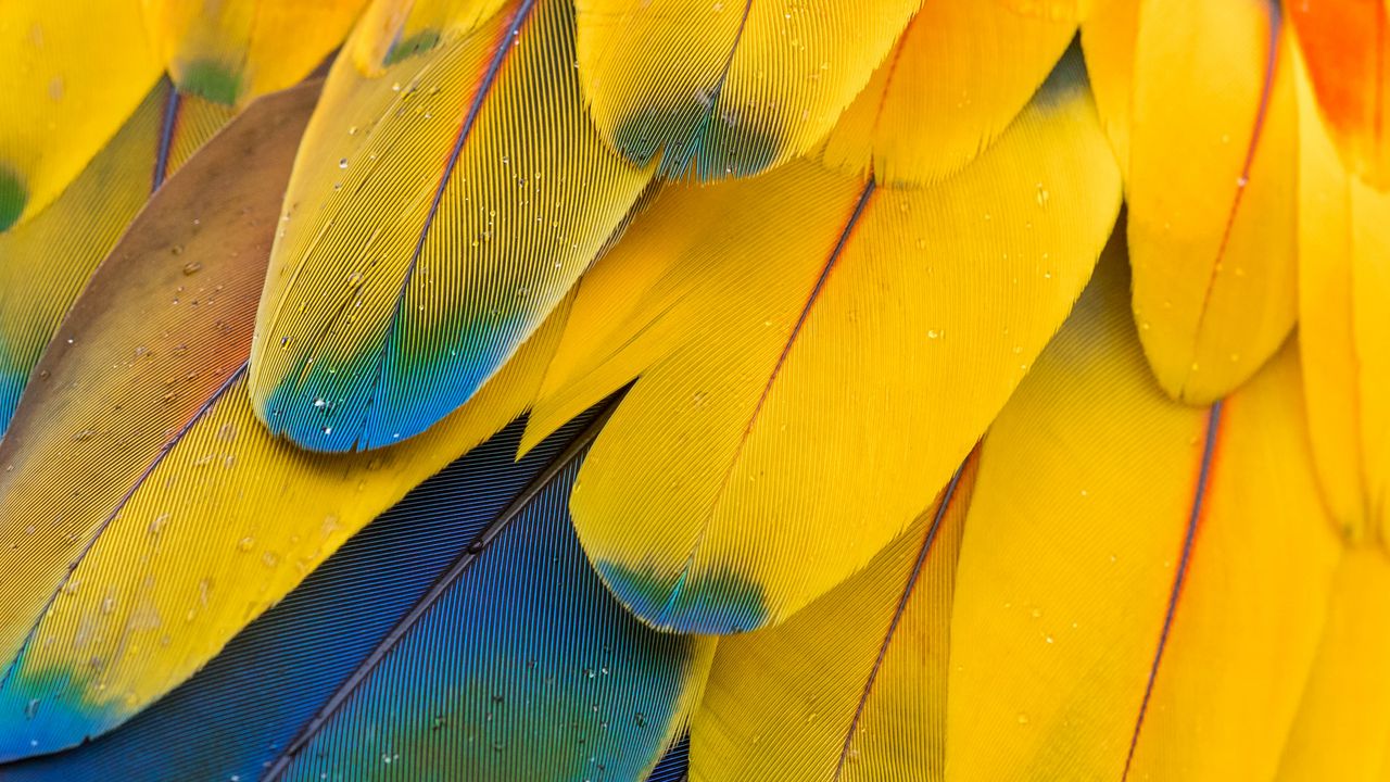 Wallpaper feathers, macro, multi-colored