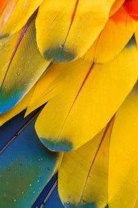 Preview wallpaper feathers, macro, multi-colored