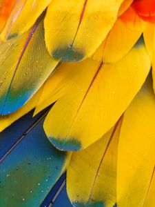 Preview wallpaper feathers, macro, multi-colored